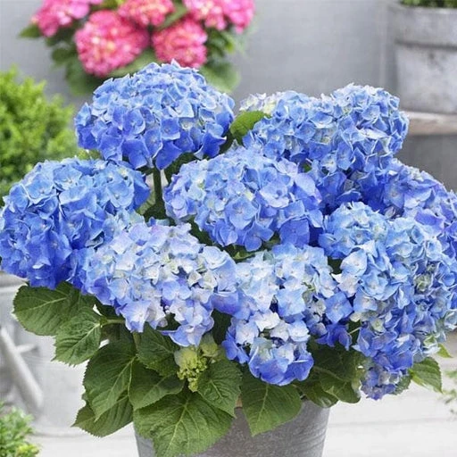 Hydrangea